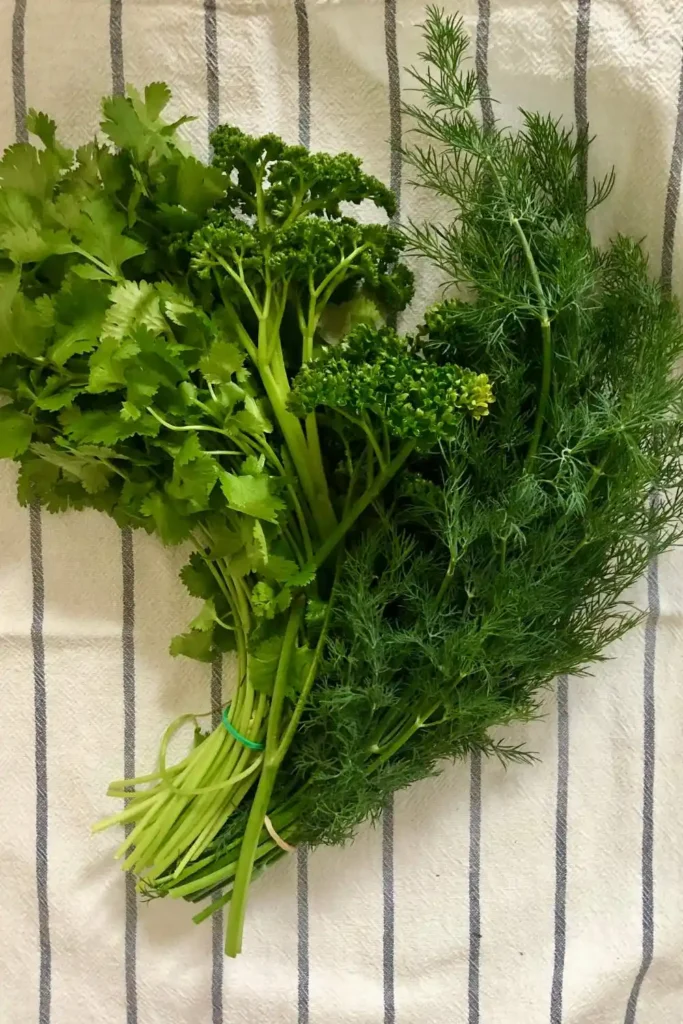 A bunch of fresh green herbs, including cilantro and dill, tied together with a rubber band, placed on a striped white and gray towel.