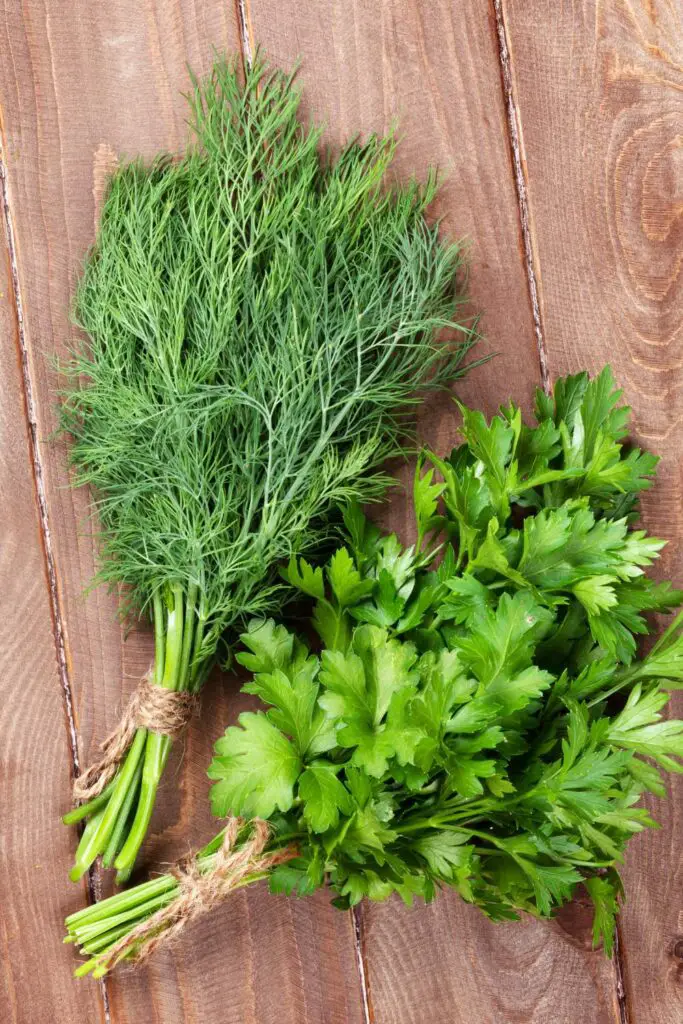 Fresh bundles of dill and parsley tied with twine, displayed on a wooden surface.
