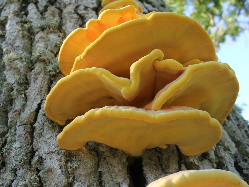 Chicken Of The Woods Mushroom for making roasted chicken of the woods recipe 